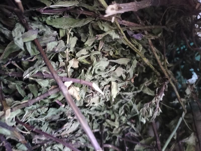薄荷，2024年新货，香味浓，整棵，不带根，药食两用。