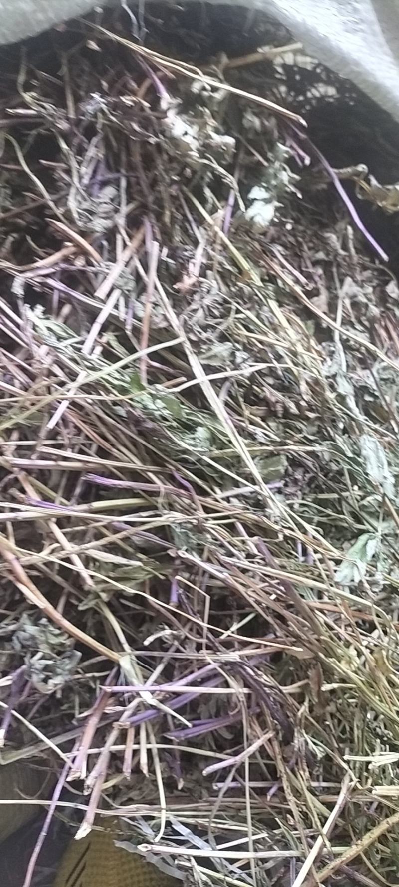 薄荷，2024年新货，香味浓，整棵，不带根，药食两用。