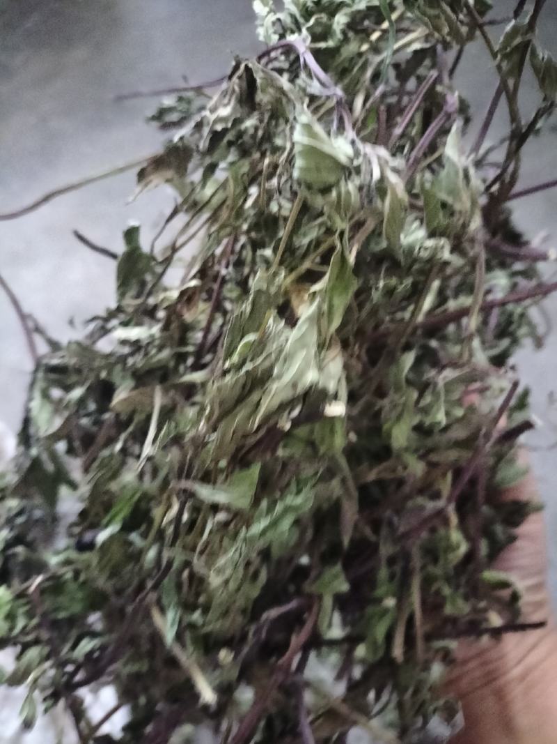 薄荷，2024年新货，香味浓，整棵，不带根，药食两用。