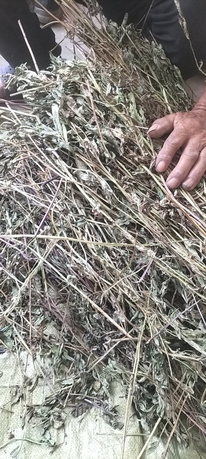 薄荷，2024年新货，香味浓，整棵，不带根，药食两用。