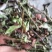 薄荷，2024年新货，香味浓，整棵，不带根，药食两用。