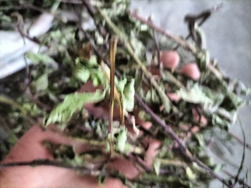 薄荷，2024年新货，香味浓，整棵，不带根，药食两用。