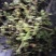 薄荷，2024年新货，香味浓，整棵，不带根，药食两用。