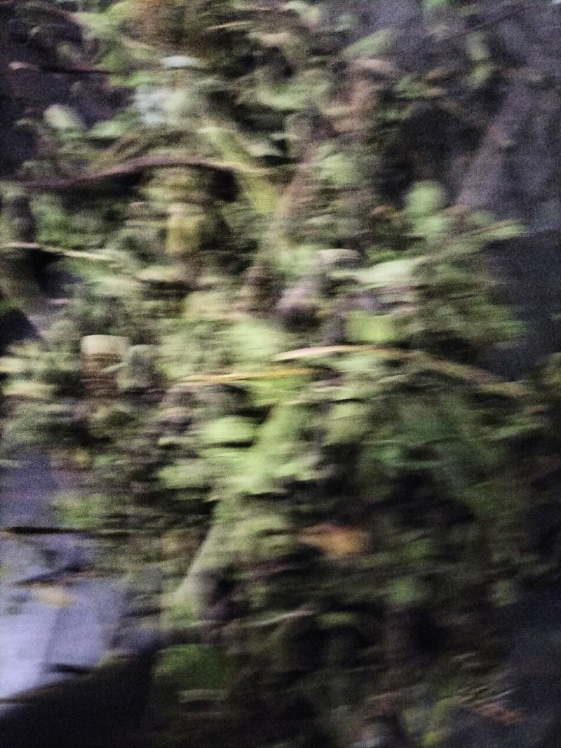 薄荷，2024年新货，香味浓，整棵，不带根，药食两用。