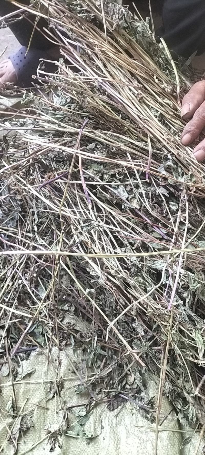 薄荷，2024年新货，香味浓，整棵，不带根，药食两用。