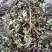 薄荷，2024年新货，香味浓，整棵，不带根，药食两用。