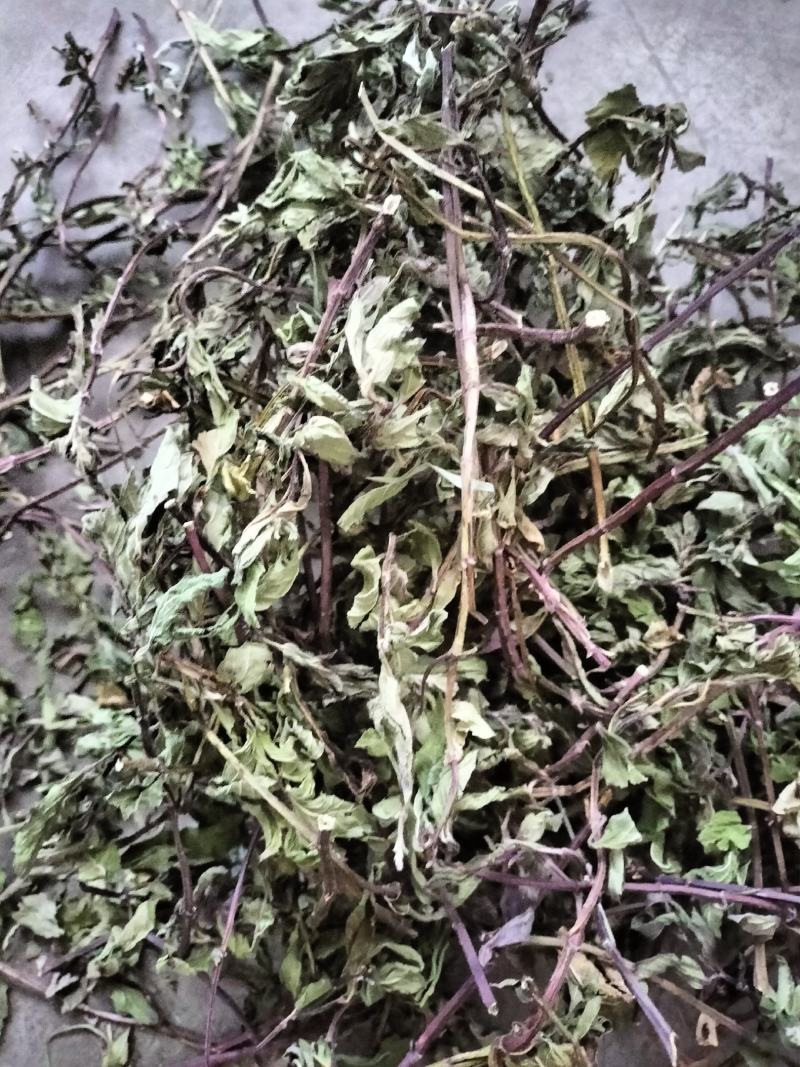 薄荷，2024年新货，香味浓，整棵，不带根，药食两用。