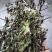 薄荷，2024年新货，香味浓，整棵，不带根，药食两用。