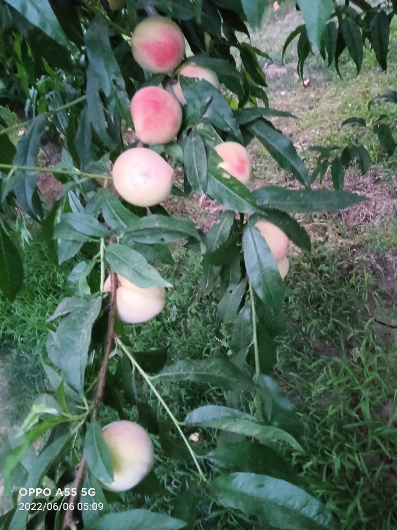 毛挑