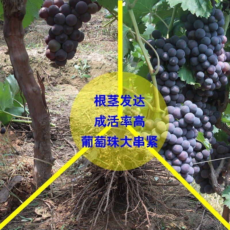葡萄树苖特大巨峰葡萄苗爬藤阳光玫瑰葡萄树苗北南方种植当年