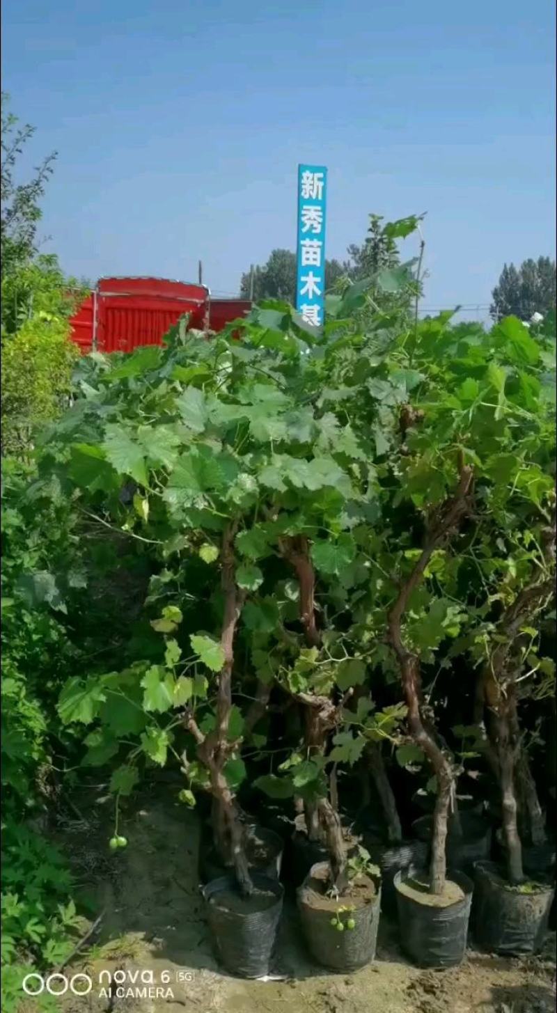 葡萄树苖特大巨峰葡萄苗爬藤阳光玫瑰葡萄树苗北南方种植当年