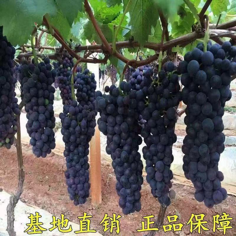 葡萄树苖特大巨峰葡萄苗爬藤阳光玫瑰葡萄树苗北南方种植当年