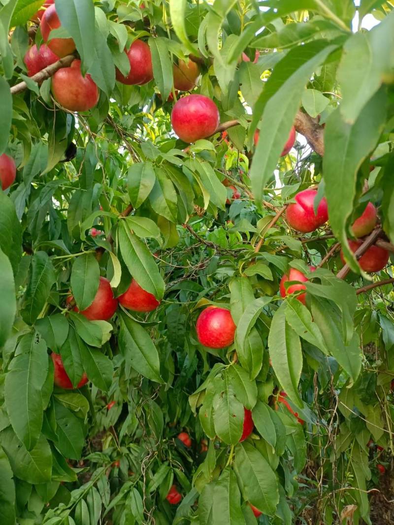 中油18