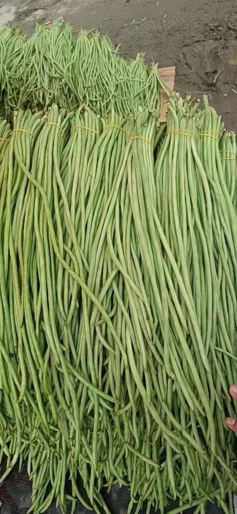 小金豆长沙货6块