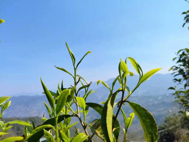正宗云南普洱大箐王古树茶古树晒红产地直销品质上乘