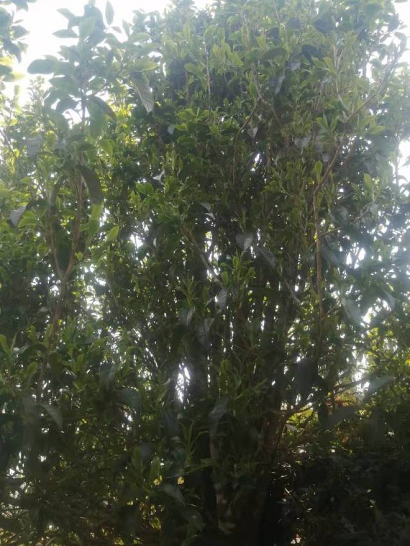 正宗云南普洱大箐王古树茶古树晒红产地直销品质上乘