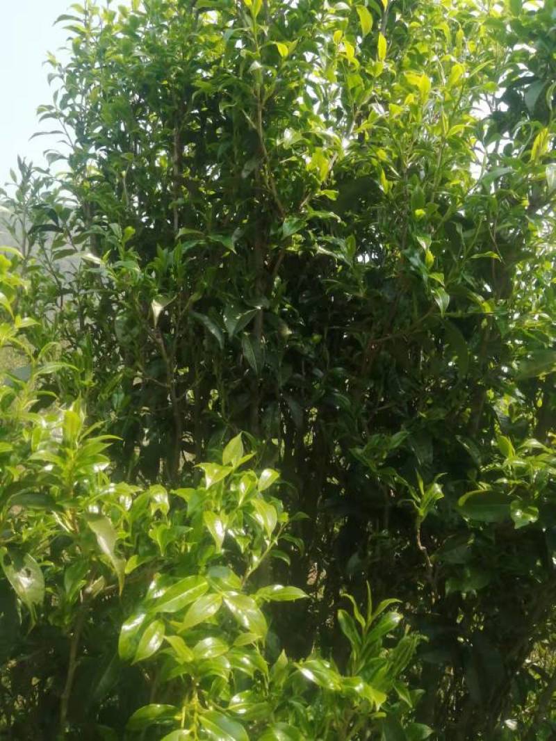 正宗云南普洱大箐王古树茶古树晒红产地直销品质上乘