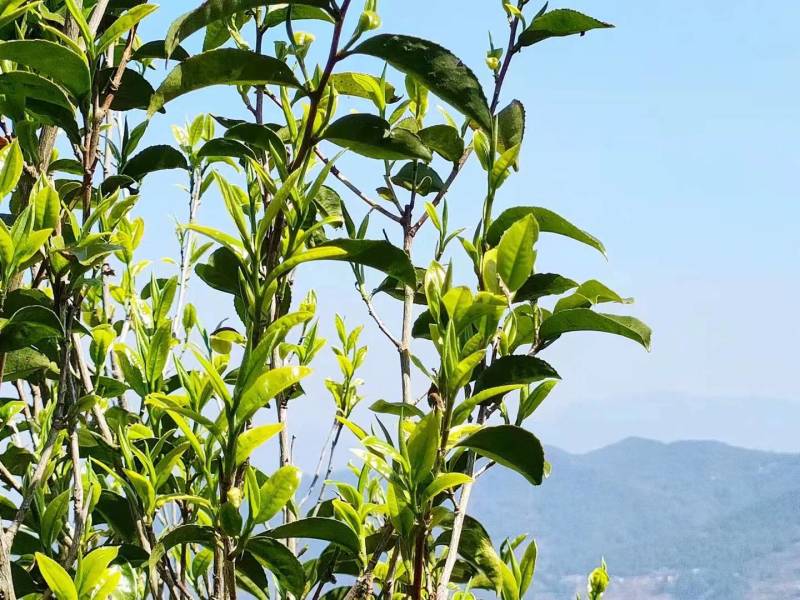 正宗云南普洱大箐王古树茶古树晒红产地直销品质上乘
