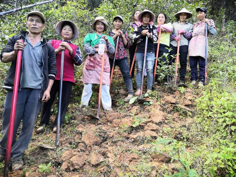 正宗云南普洱大箐王古树茶古树晒红产地直销品质上乘