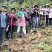 正宗云南普洱大箐王古树茶古树晒红产地直销品质上乘