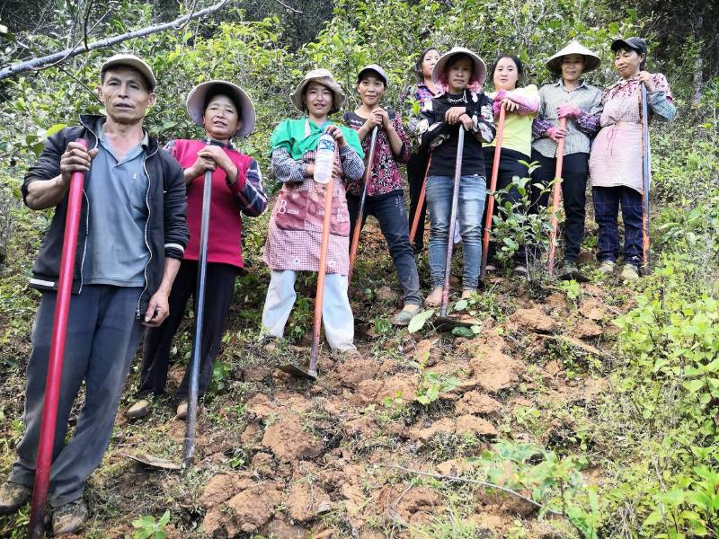 正宗云南普洱大箐王古树茶古树晒红产地直销品质上乘