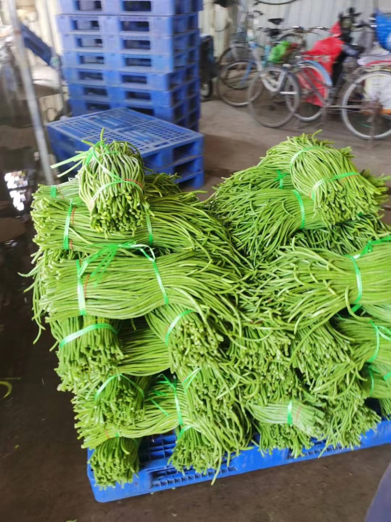 长豆角新上市价格优惠质量保证基地直发欢迎咨询采购