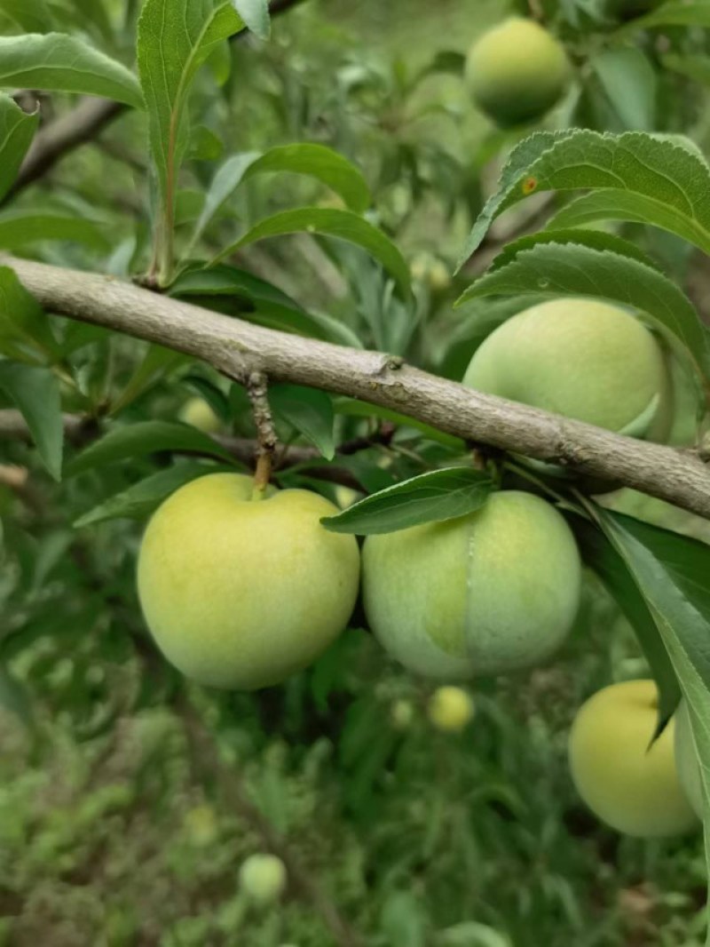 贵州青脆李，蜂糖李，可代办，包装，量大的优先，每天准时发