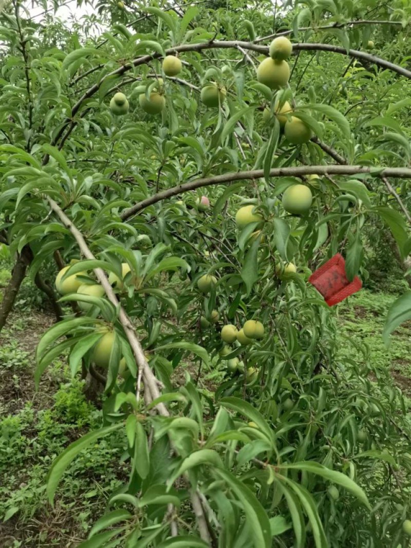 贵州青脆李，蜂糖李，可代办，包装，量大的优先，每天准时发