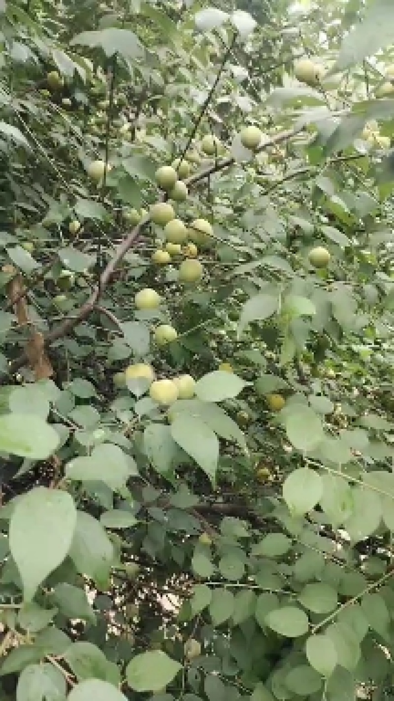 包邮乌梅，，泡酒，泡水，凉拌，酸爽，甘甜，回味无穷。