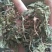 （包邮）蛤蟆草，荔枝草，精品，整棵。2025年新货。