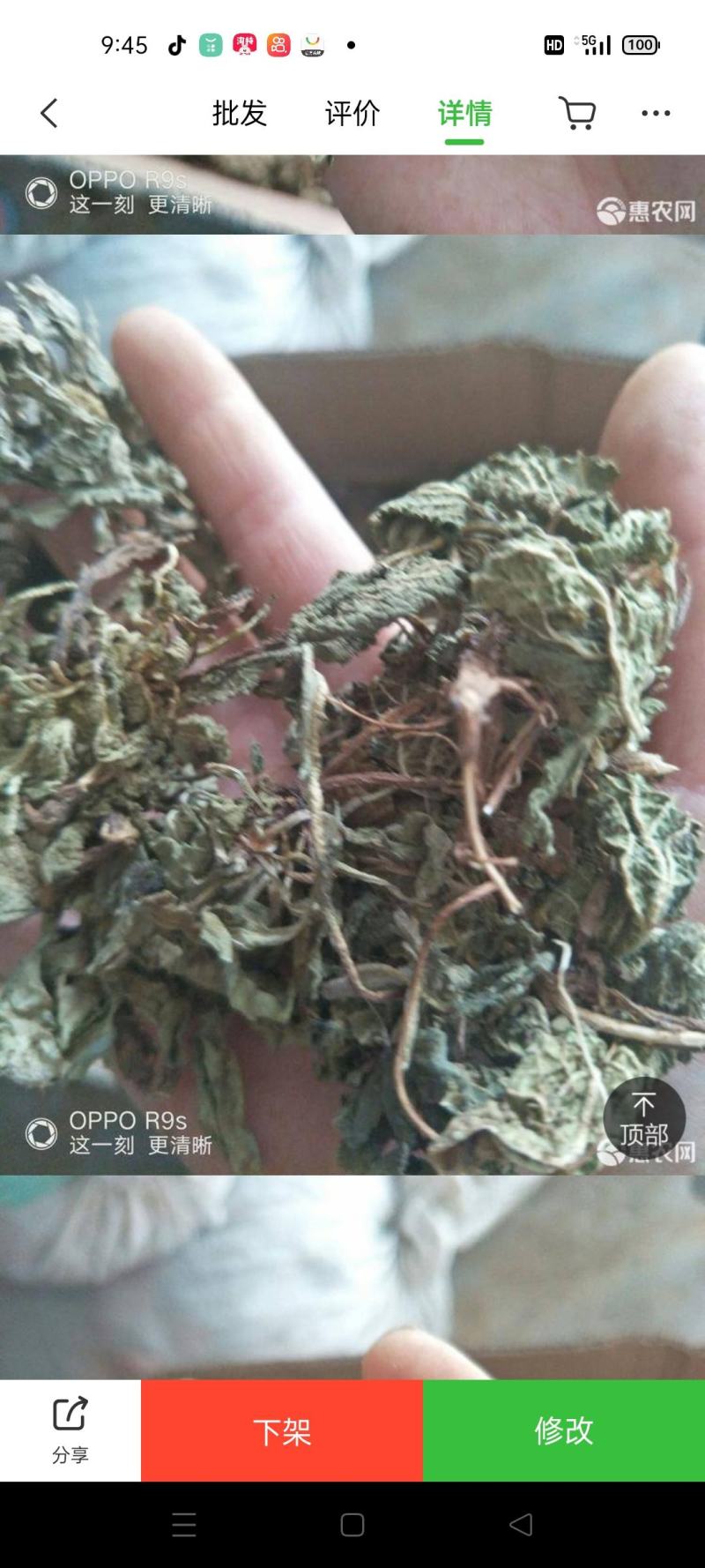 （包邮）蛤蟆草，荔枝草，精品，整棵。2025年新货。