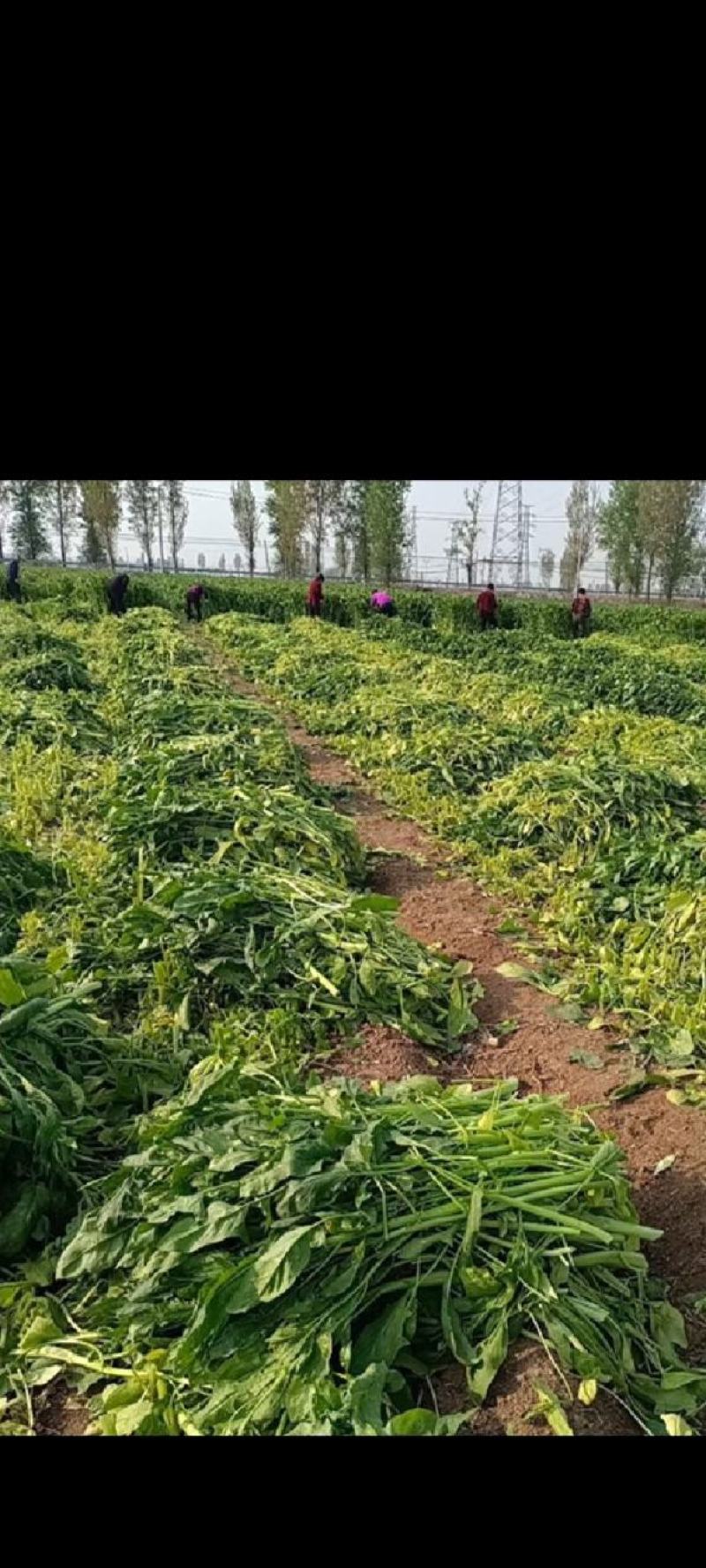 蔬菜加工