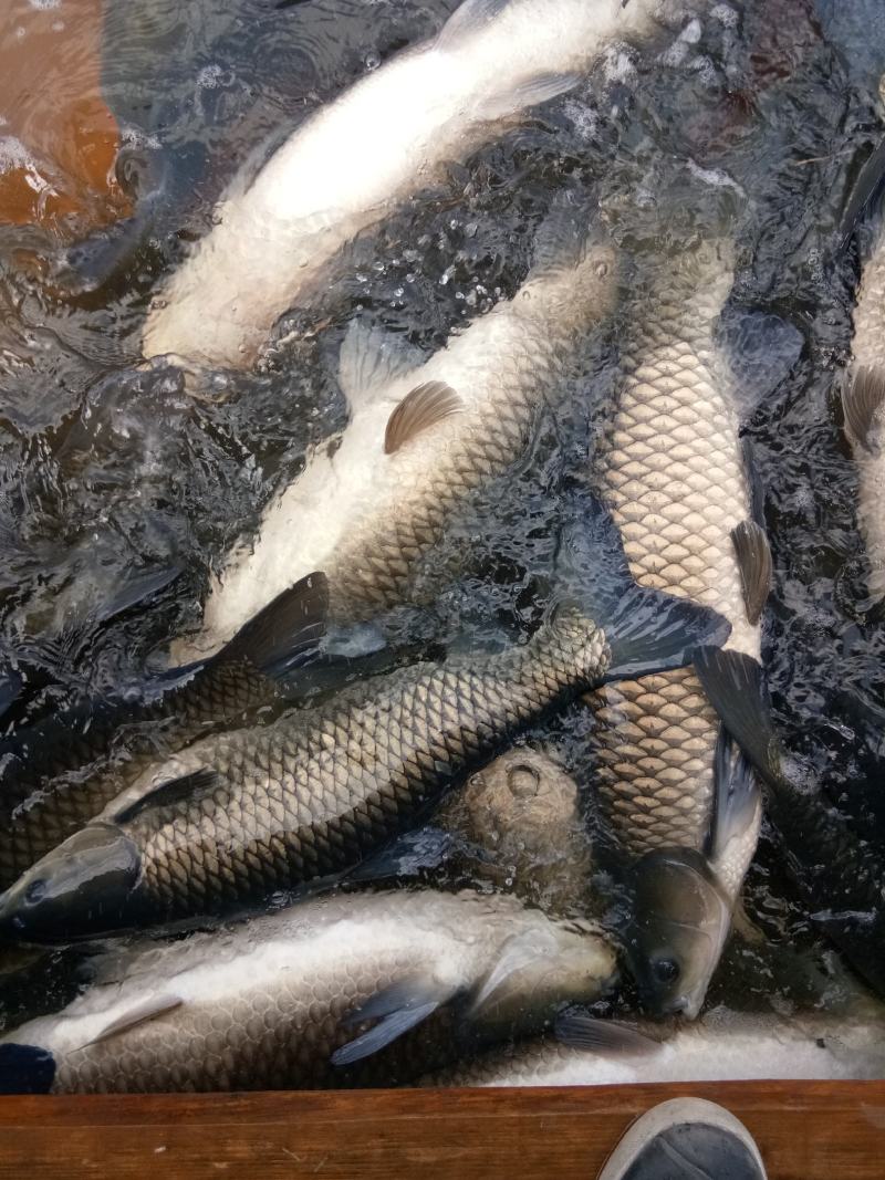 出售大鱼，小鱼