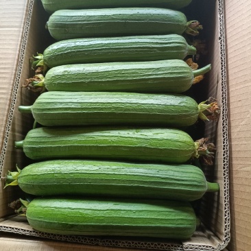 油皮丝瓜