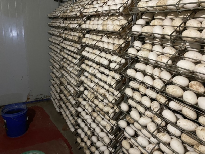 出售白鹅鹅苗，质量好，出壳防疫，可脱温，可分公母