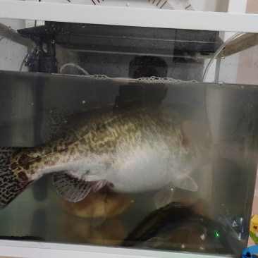 野钓淡水鱼