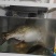 野钓淡水鱼