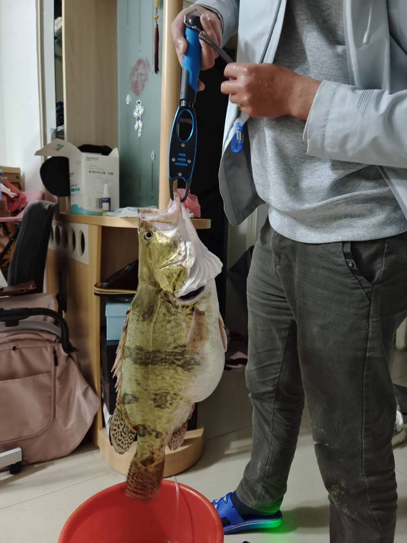 野钓淡水鱼