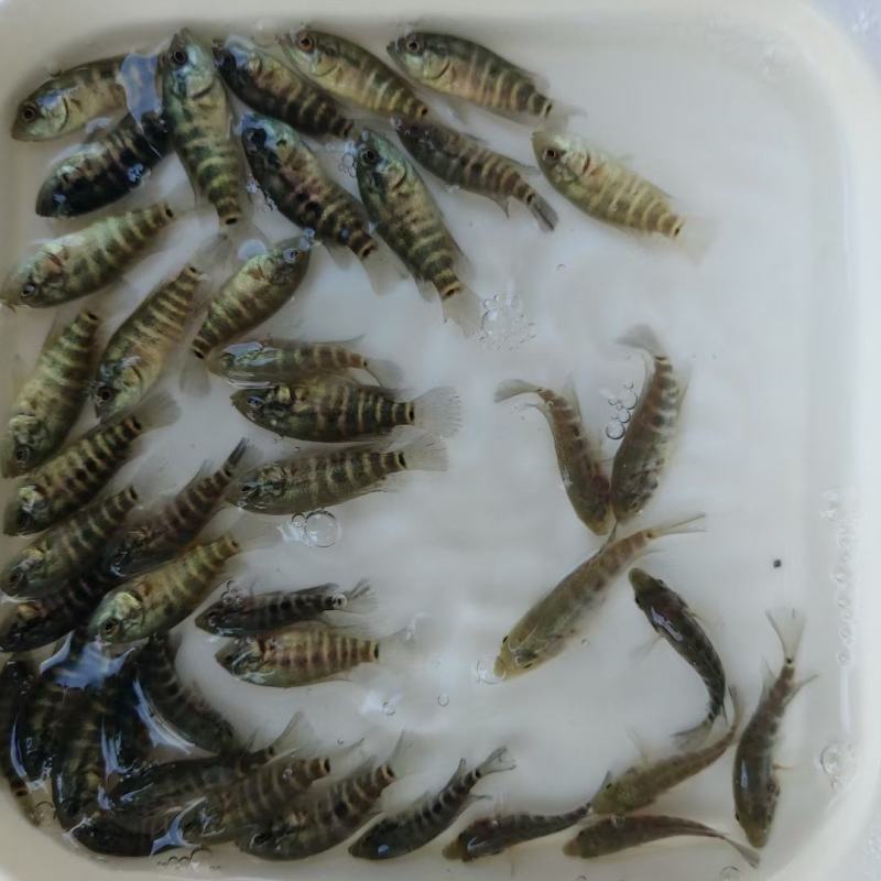 淡水石斑苗花斑苗斑鱼苗