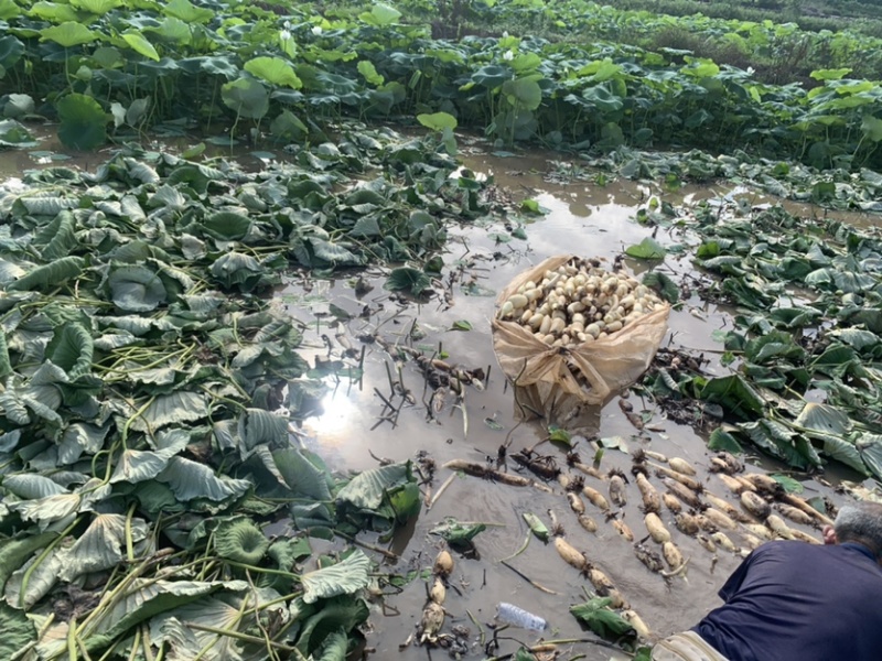 精品莲藕，宜宾莲藕天花板来了，量大，颜色白，没麻子