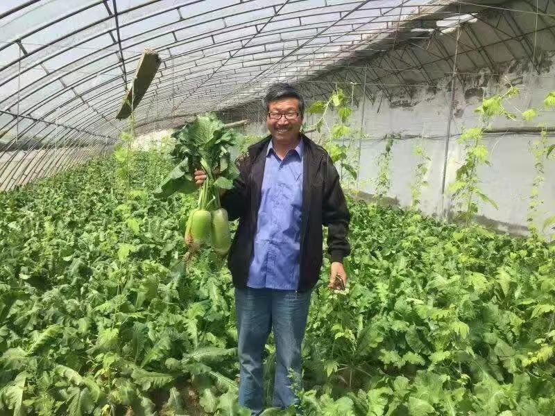 夏绿2号夏季萝卜种子囗感甜脆5~7月均可播种量亩150克