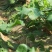 夏绿2号夏季萝卜种子囗感甜脆5~7月均可播种量亩150克