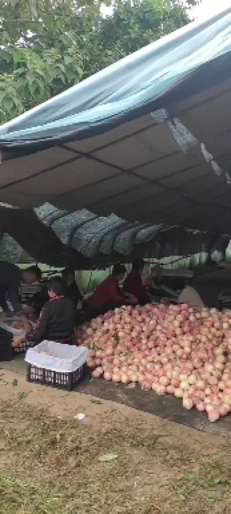 河南省三门峡市灵宝优质毛桃
