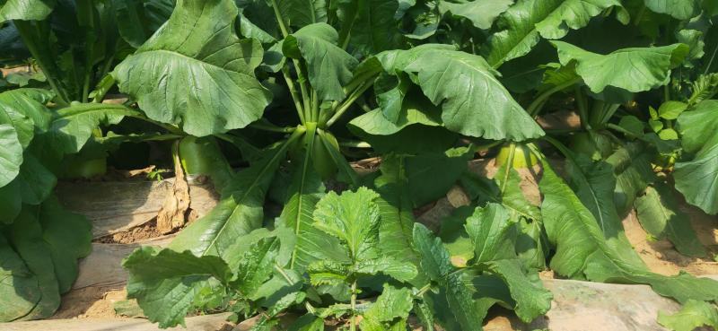 夏绿2号夏季萝卜种子囗感甜脆5~7月均可播种量亩150克
