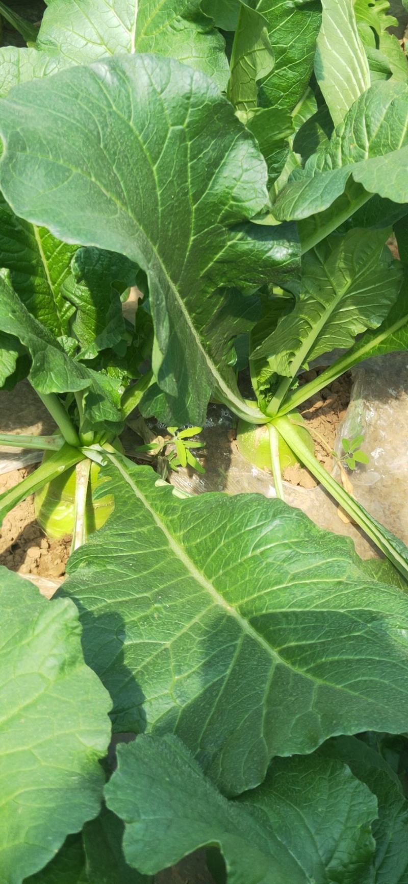 夏绿2号夏季萝卜种子囗感甜脆5~7月均可播种量亩150克