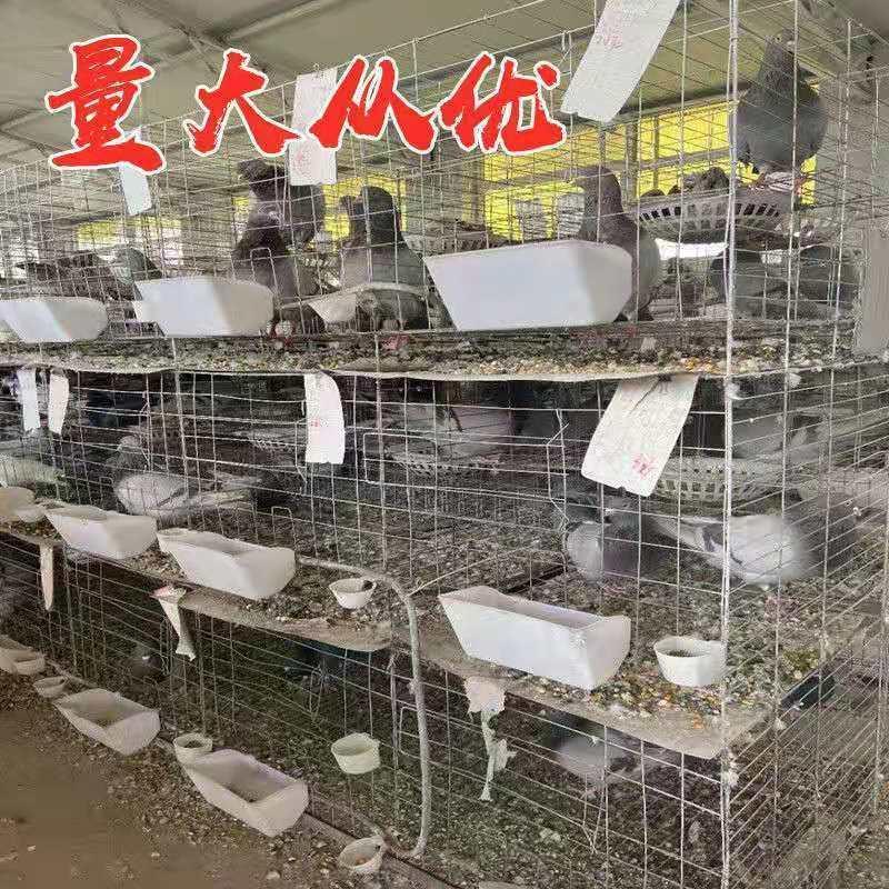广东白鸽乳鸽老鸽常年有货基地直供质量保证需要货的提前联系