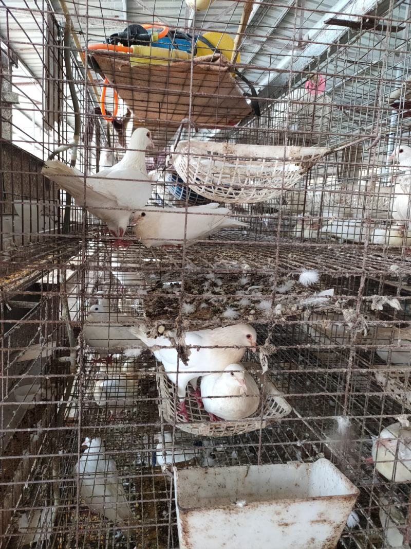 广东白鸽乳鸽老鸽常年有货基地直供质量保证需要货的提前联系