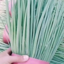 精品小葱大量有货带根的小葱大量出货了