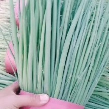 精品小葱大量有货带根的小葱大量出货了