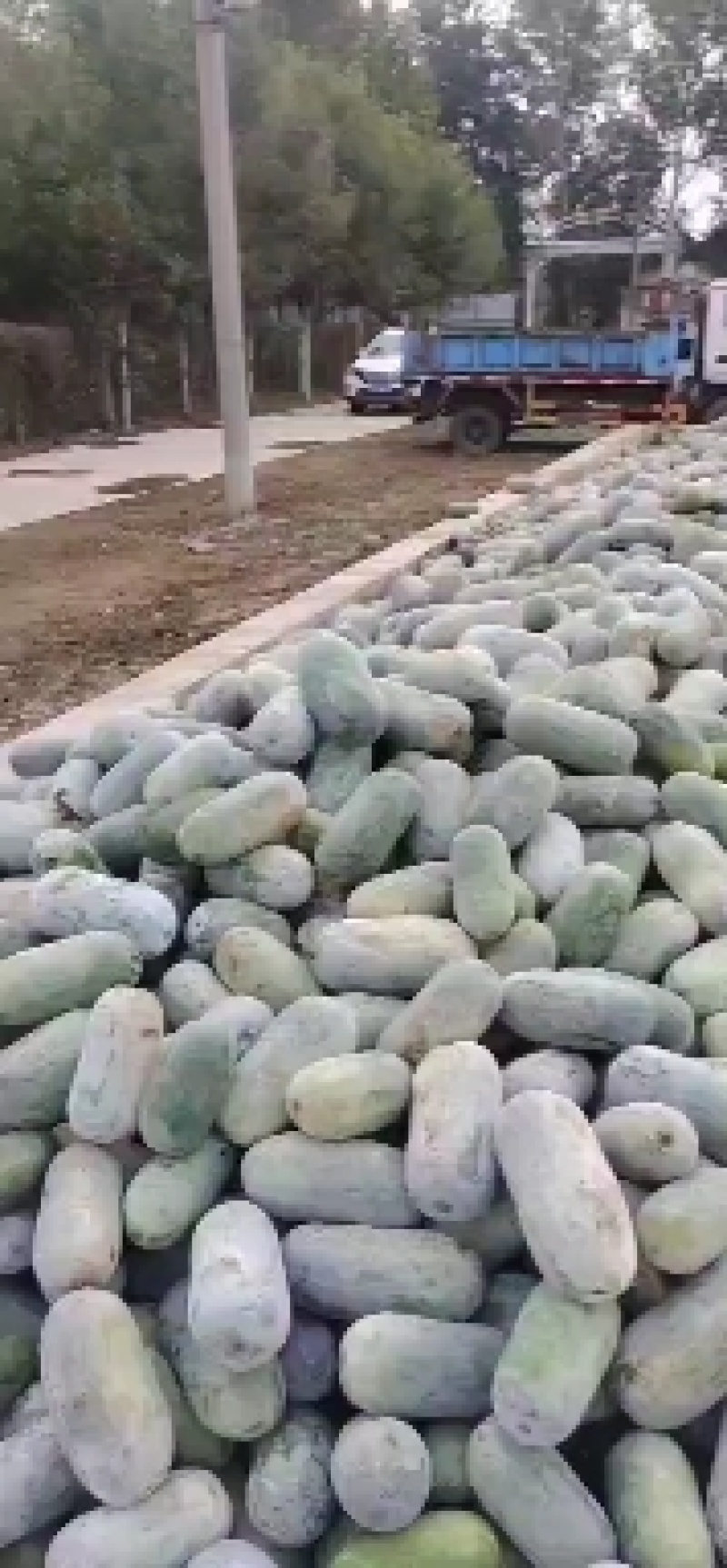 冬瓜